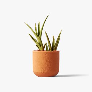 Aloe Vera Plant